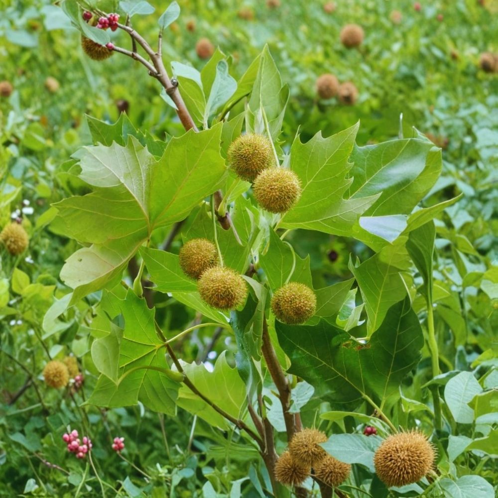 Sycamore Plant (American Plane Tree) — 6–12 Inch Starter, 4 Inch Pot, Fast-Growing Deciduous Shade Tree