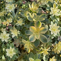 Aeonium Kiwi Succulent Cuttings – Lot of 3 (3–4 inch, No Roots) Color-Changing Variegated Easy Care