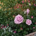 Blue Girl Rose Live Plant - 1 Gallon, 2-Year-Old Field-Grown Hybrid Tea Rose