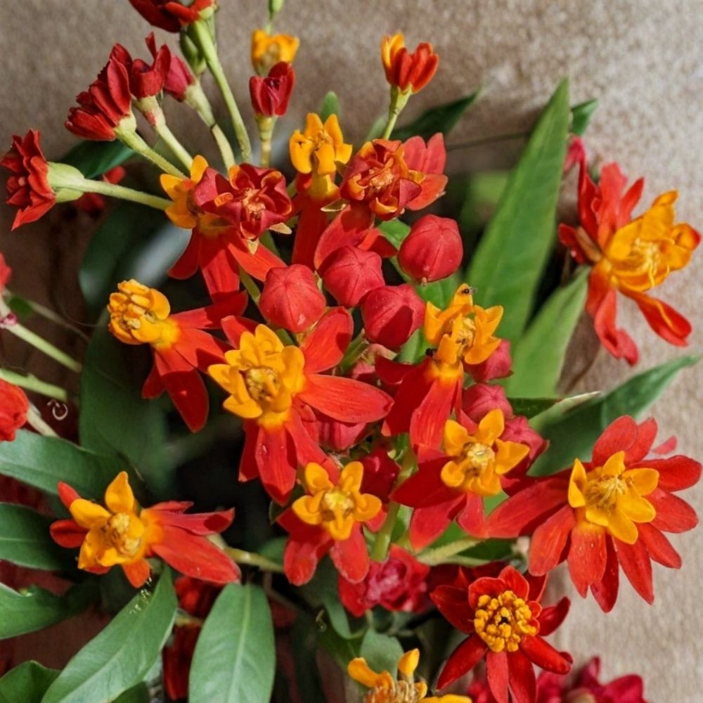 Red Milkweed Plants – Pack of 2 Live Plants (Red-Flowering Perennial) | Pollinator Friendly