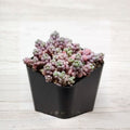 Sedum dasyphyllum Corsican Stonecrop Live Succulent – 2-Inch Pot (Ground Cover, Drought-Tolerant)