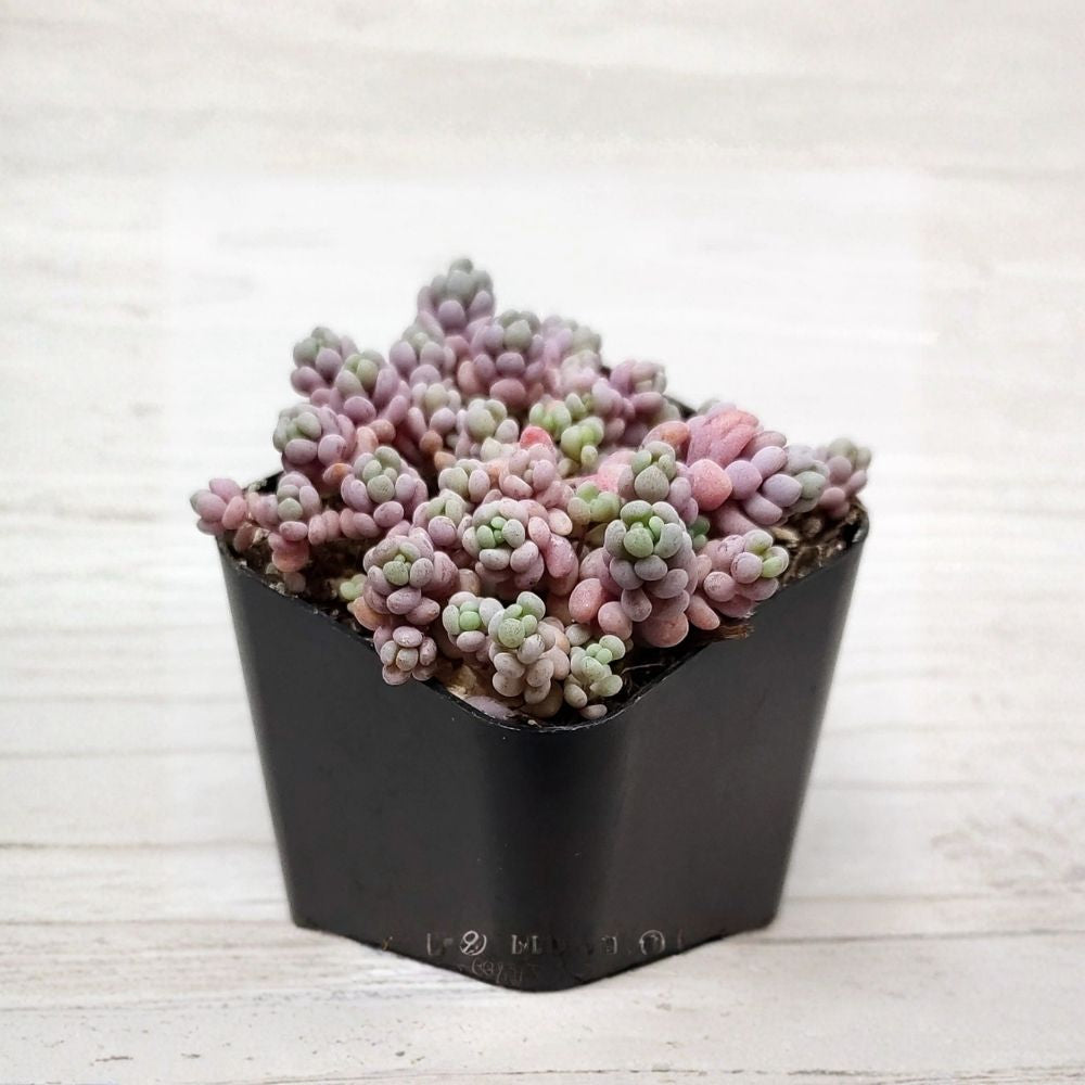 Sedum dasyphyllum Corsican Stonecrop Live Succulent – 2-Inch Pot (Ground Cover, Drought-Tolerant)