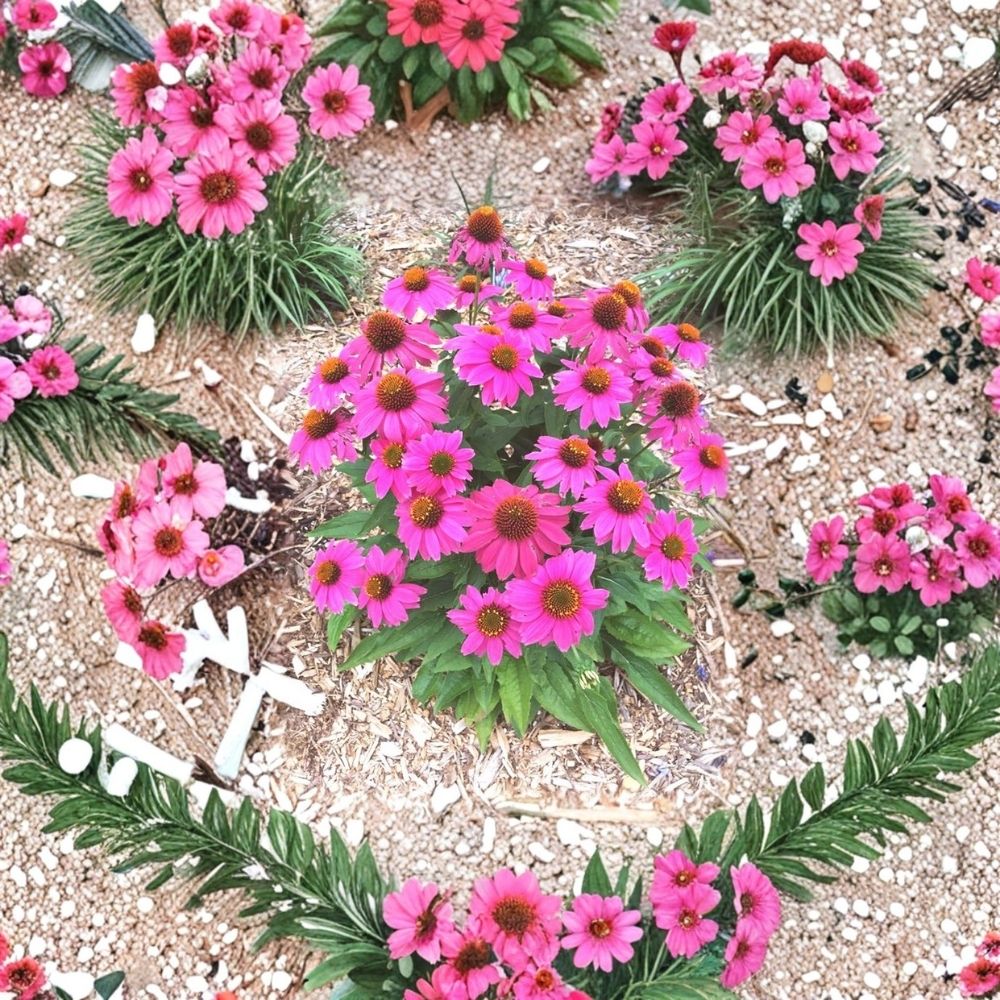 PowWow Wildberry Coneflower (Echinacea purpurea) Live Plant – 6+ Inch Perennial Starter, Pink