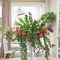 Curly Lipstick Plant (Aeschynanthus radicans) - Curly Variety Live Cutting, Trailing Indoor Plant