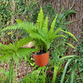 Boston Fern Live Plant Nephrolepis exaltata – 6-Inch Pot | Organic Grown Hanging Basket Shade Plant