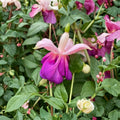 Lena Fuchsia Live Plant – 3–6 in Tall, 5 in Pot | Double Flowering Pink & Purple Blooms