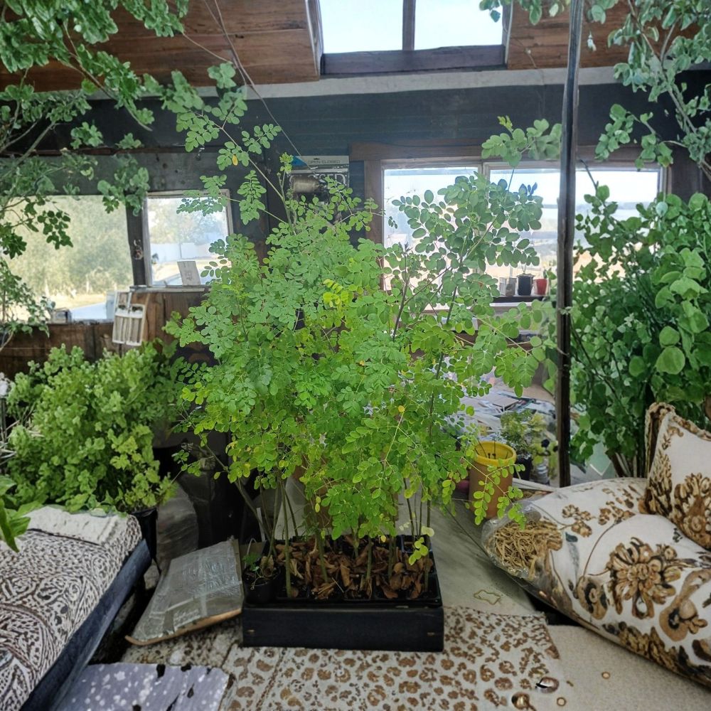 Moringa oleifera Live Plant - Approximately 4 ft, Drumstick Tree