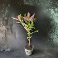 Okinawa Spinach Live Plant (Gynura bicolor) - 8–12