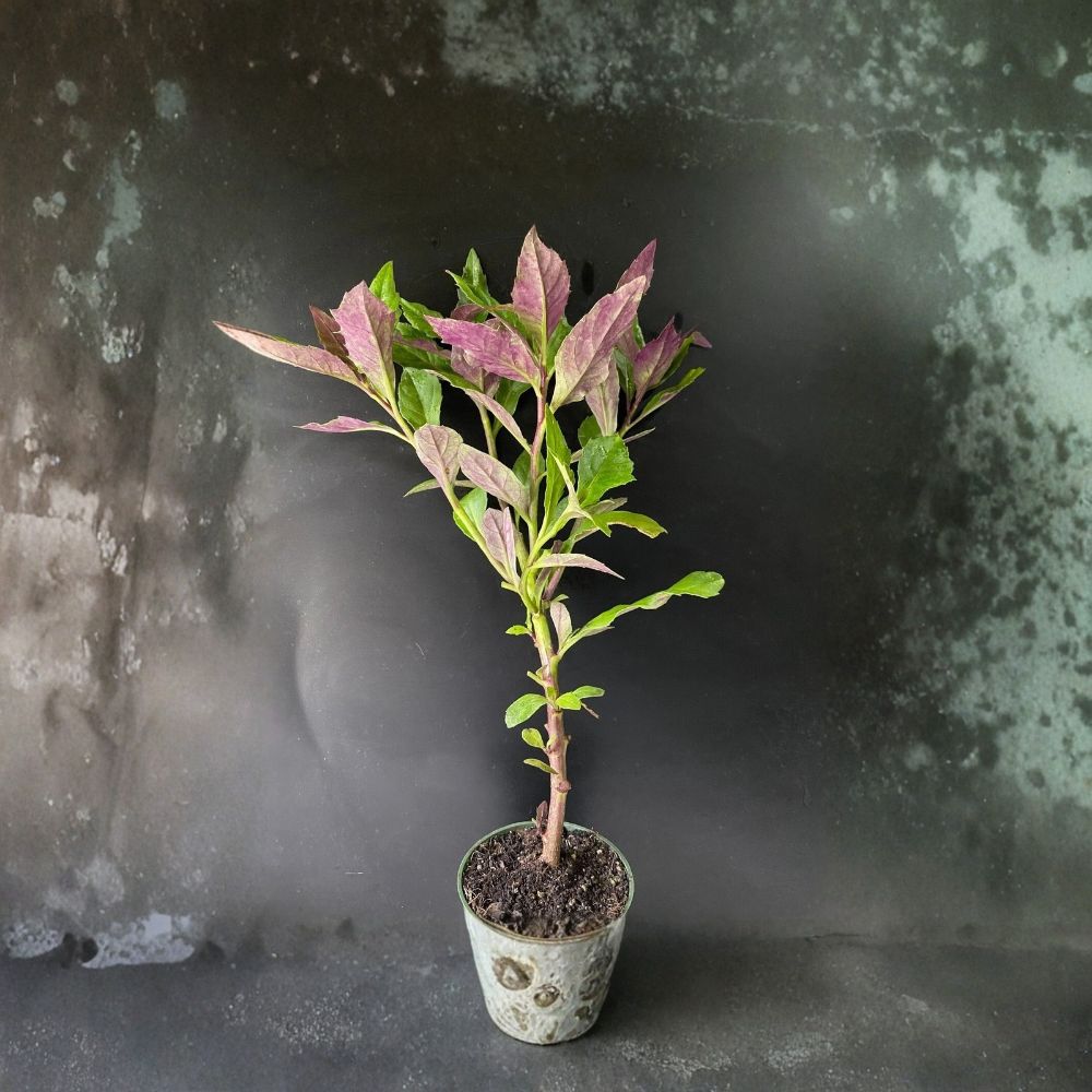 Okinawa Spinach Live Plant (Gynura bicolor) - 8–12