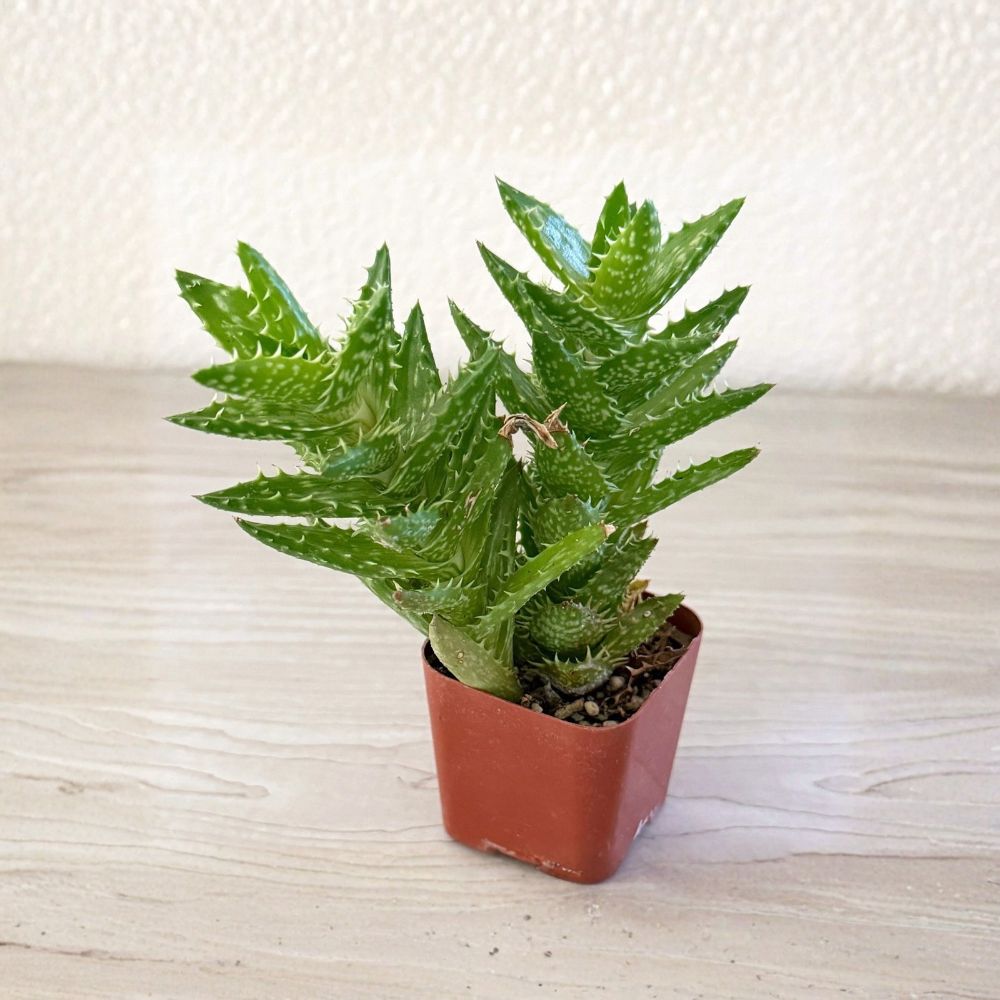 Tiger Tooth Aloe (Aloe juvenna) Live Succulent Plant - 2" Pot, Compact Clumping, Green Spotted Leaves