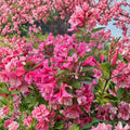 Minuet Weigela Live Plant - Weigela Minuet, 8-12 Inches, No Pot, Pinkish-Purple Flowers, Cold-Hardy Flowering Shrub, Deer Resistant, Zones 4-8