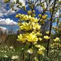Yellow Bird Magnolia Live Plant - 6-12 in, 1 Gallon Pot, Canary Yellow Flowers (Zones 4-8)