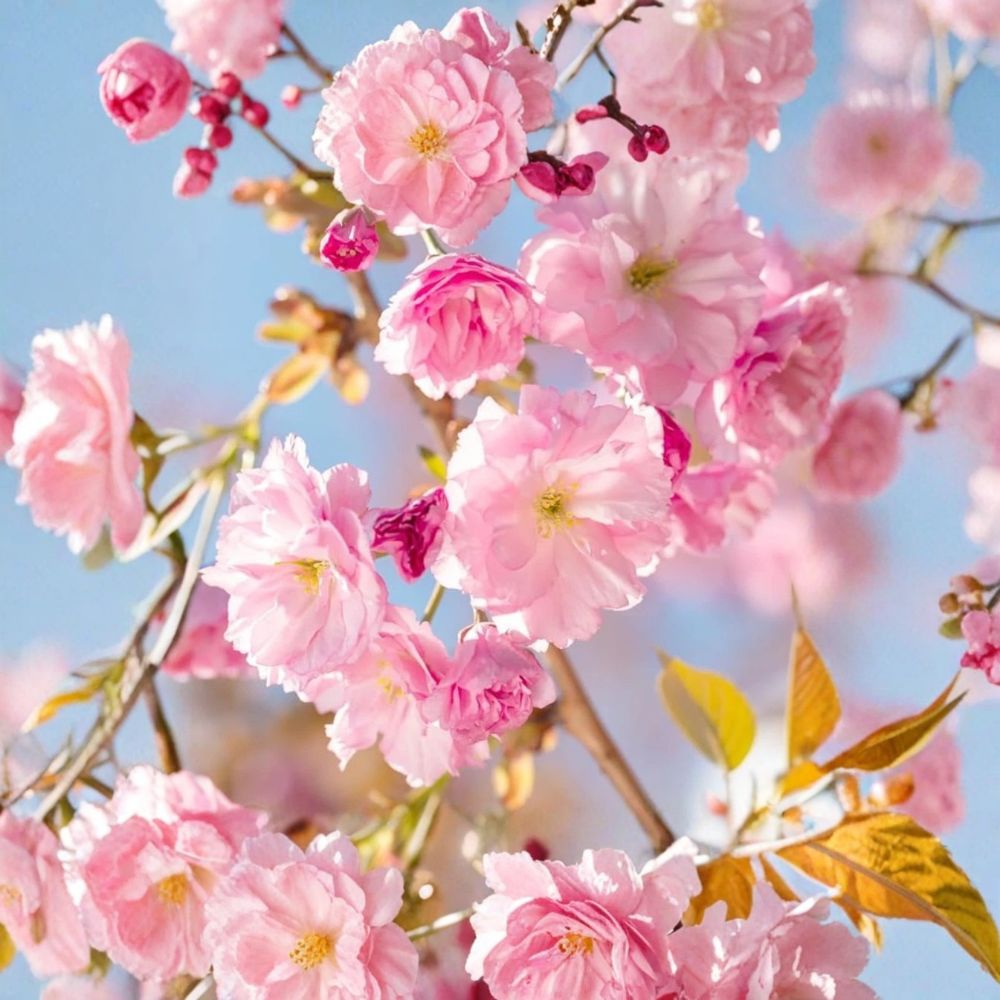 Kwanzan Japanese Cherry Tree Prunus serrulata ‘Kwanzan’ – Live Plant, 6–12 in tall, 2.5 in pot, double pink spring blooms (Zones 5–9)