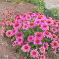 Pow Wow Wildberry Coneflower (Echinacea purpurea) Live Plant - 6+ Inch Perennial, Pink-Purple Blooms, Drought Tolerant, Pollinator Garden, Zones 3-8