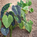 Illustris Colocasia Live Plant (Colocasia antiquorum ‘Illustris’) – 6–15 Inch Starter, Elephant Ear Plant, No Pot