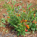 Asclepias curassavica Tropical Milkweed Live Plant - 3–6 inch Starter, Red Orange Yellow Flowers