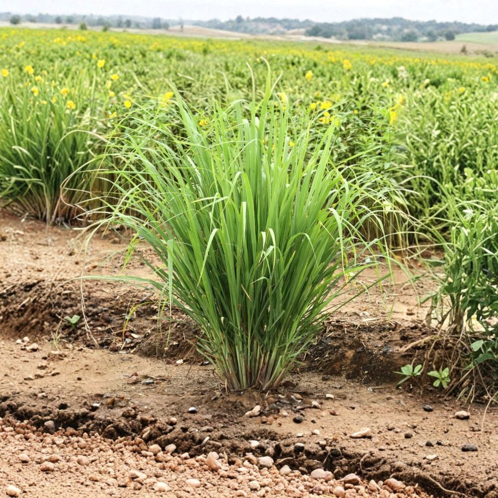 Lemongrass Live Plants - Set of 5, 4–8 Inch Culinary Herb Starters