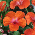 Madagascar Hibiscus Live Plant (Hibiscus moscheutos) - 3–5 inch Rooted Starter