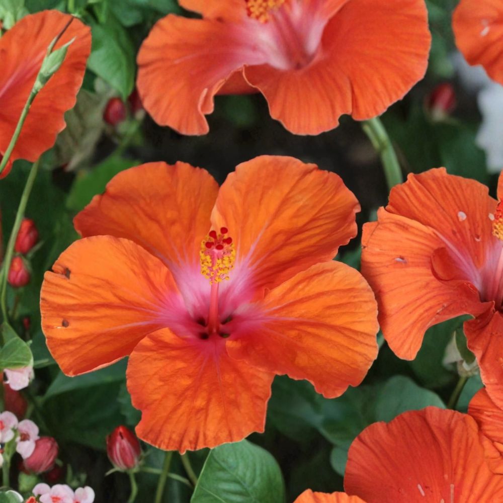 Madagascar Hibiscus Live Plant (Hibiscus moscheutos) - 3–5 inch Rooted Starter