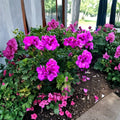 Purple Pelargonium Fancy Regal Geranium Live Plant Cutting (6–8 inches) – Lavender Orchid-Like Blooms