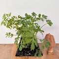 Rue Plant (Ruta graveolens) Live Starter Clump | Multiple Seedlings Ready to Transplant