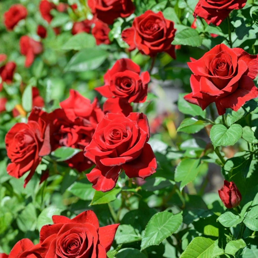 Don Juan Climbing Rose - Rosa 'Don Juan' Live Starter Plant (4–6 in) Red Climbing Rose, 4" Nursery Pot
