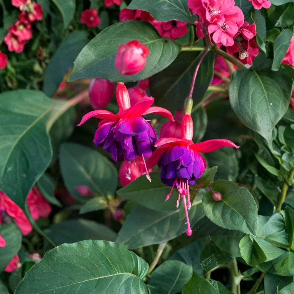 Fuchsia 'Dollar Princess' Live Starter Plant - Well Rooted Hardy Fuchsia