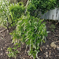Henry's Garnet Sweetspire Itea virginica Live Plant - 12" Tall in 4" Pot