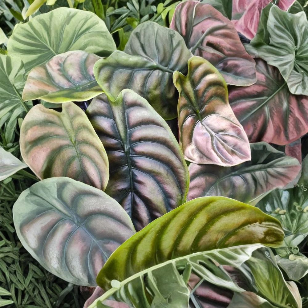Alocasia Cuprea Live Plant - Set of 2, 4–6 Inches Tall, Rooted with Soil