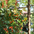 Cuphea Big Cigar (Cuphea ignea) Live Plants - Set of 2, 4–6 Inches, Rooted With Soil