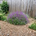 Mexican Bush Sage Live Plant (Salvia) – 1 Gallon, Fully Rooted, 3–4 ft Mature Size, Zones 8–10