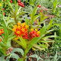 Tropical Milkweed Live Plant (Asclepias curassavica) - 3–6 Inch Starter, No Pot