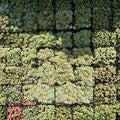 Corsican Stonecrop Sedum dasyphyllum - Live Plant in 2-Inch Pot