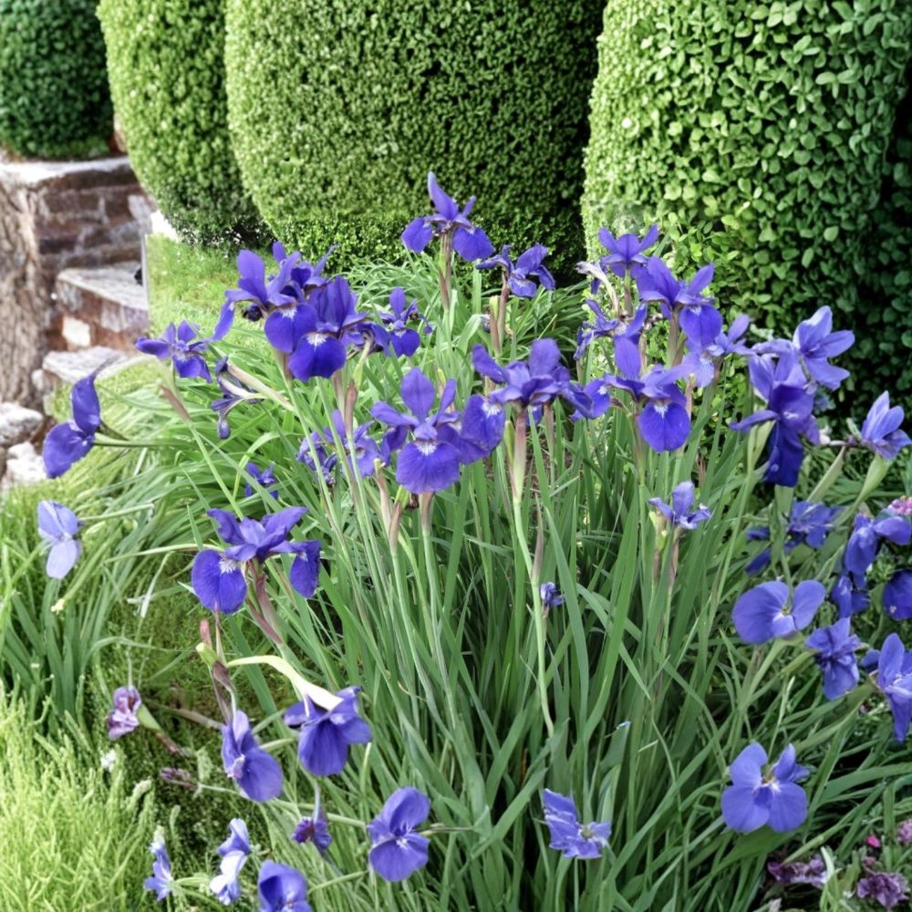 Siberian Iris Live Plants - Set of 5 Bare Root Iris sibirica (Hardy Perennial) 24-48 in, Zones 3-9