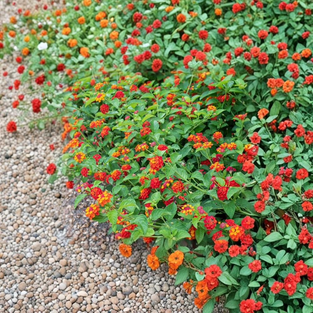 2 Red Spread Lantana Plants (Lantana camara) - 4–6 Inch Starter Plants, Red Flower Clusters