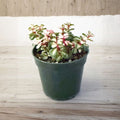 Portulacaria afra Variegata (Variegated Elephant Bush) - Live 2-Inch Pot