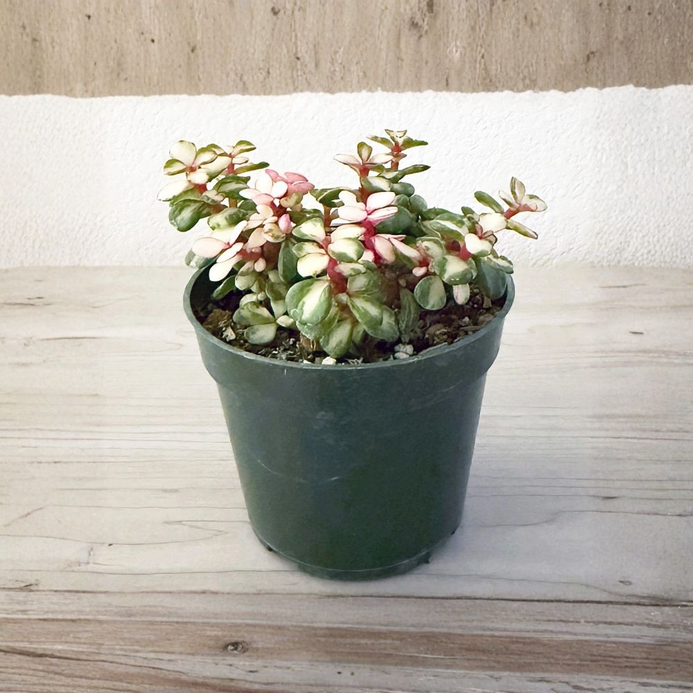 Portulacaria afra Variegata (Variegated Elephant Bush) - Live 2-Inch Pot