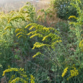 Gray Goldenrod Live Starter Plants (Solidago nemoralis) 10-Pack - Native Wildflower, Drought-Tolerant Perennial