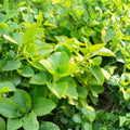 Cuban Oregano Plant (Plectranthus amboinicus) - 4–7 Inch Starter, Aromatic Herb - Ships Without Pot