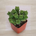 Crassula Capitella ‘Thyrsiflora’ Green Pagoda - Live Succulent 2-Inch Pot
