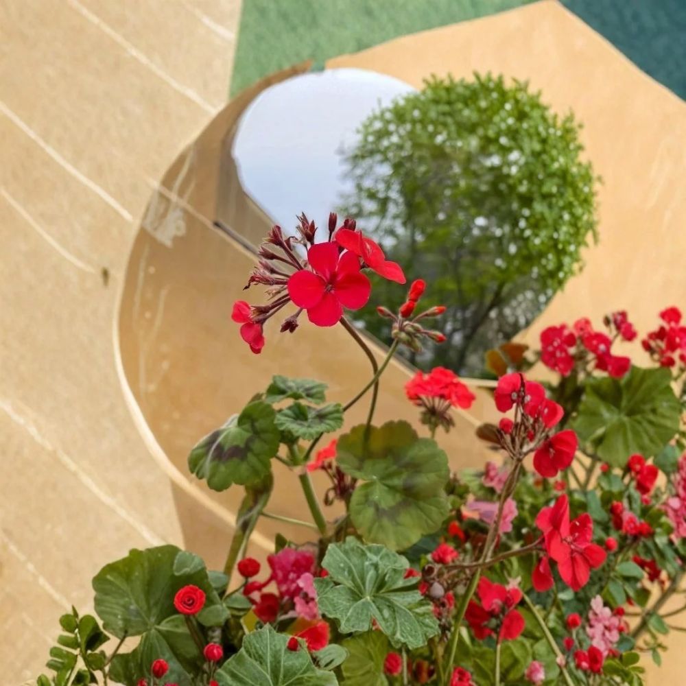 Live Deep Red Geranium Plant - 15 Inch Red Flowering Geranium for Garden Border, Container, Hanging Basket