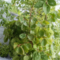 Breynia Variegata - Large Snowbush Live Plant (19–21 in) | Low Maintenance Ornamental Tropical Foliage