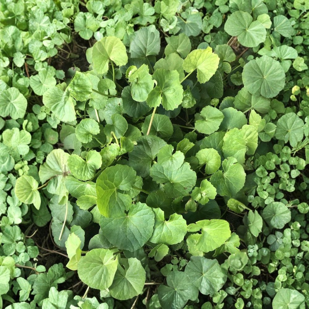 Centella asiatica Gotu Kola Live Plants - Bare Root Starter Groundcover