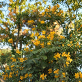 Senna spp. Cassia Butterfly Host Plant | 3–5 Inch Starter (Unpotted) - Pollinator Friendly