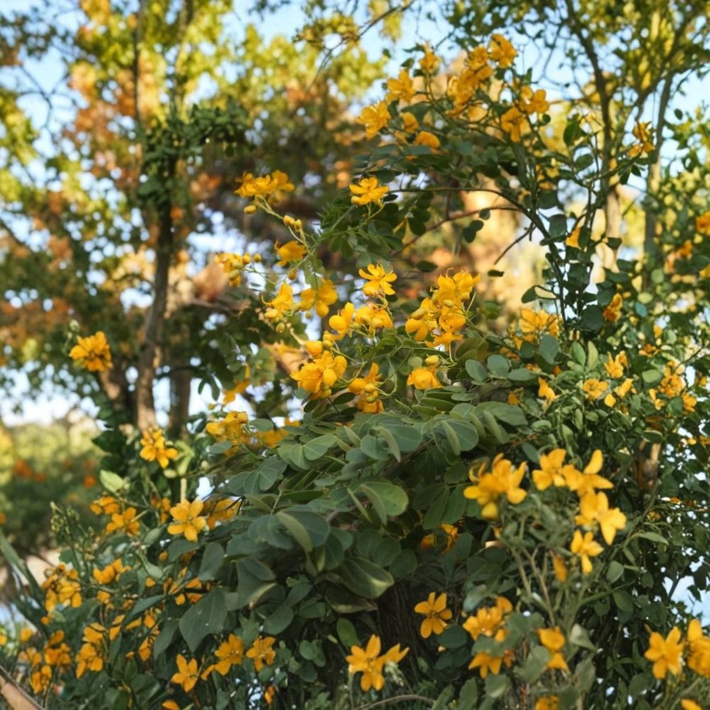 Senna spp. Cassia Butterfly Host Plant | 3–5 Inch Starter (Unpotted) - Pollinator Friendly