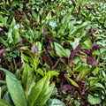 Okinawa Spinach Plants (Gynura bicolor) - 2 Live 4–6 Inch, Edible Leafy Vegetable, Purple-Green Foliage