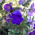 Tibouchina urvilleana Athens Blue Princess Glory Bush Live Plant - 2–8 Inch Starter, Purple Flowers