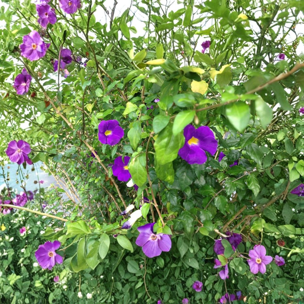 Purple King’s Mantle Thunbergia erecta Live Plant Starter Plant
