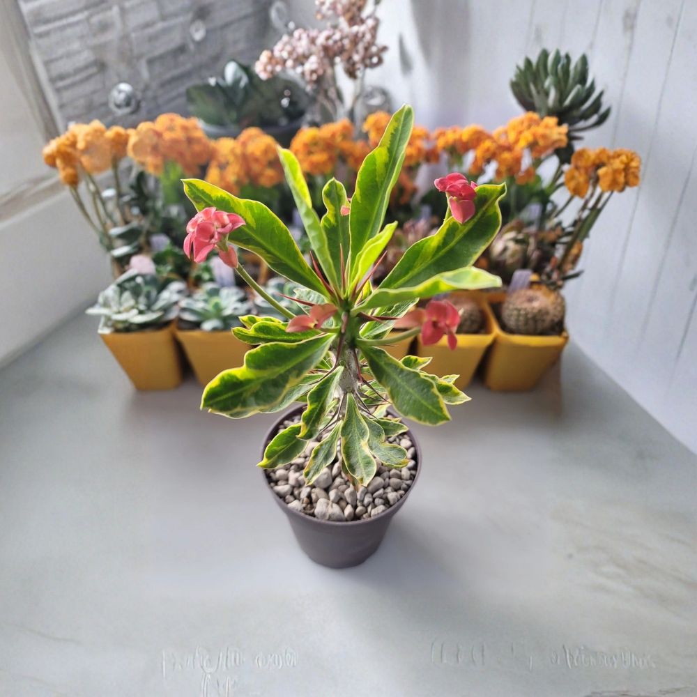 Variegated Crown of Thorns Live Plant (Euphorbia milii) - 9–11" Rooted Succulent in 4" Pot