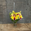 Cattleya Rlc Thaksina Candy No. 2 Live Orchid Plant – Fragrant Yellow & Red Flowers